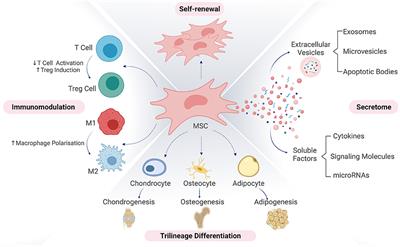 Manufacturing Mesenchymal Stromal Cells for the Treatment of Osteoarthritis in Canine Patients: Challenges and Recommendations